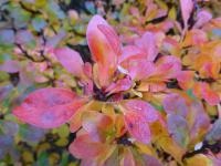 Dřišťál Thunbergův 'Bagatelle' (Berberis thunbergii)