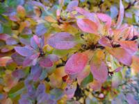 Dřišťál Thunbergův 'Bagatelle' (Berberis thunbergii)