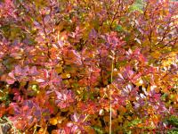 Dřišťál Thunbergův 'Bagatelle' (Berberis thunbergii)