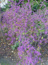 Krásnoplodka Bodinierova (Callicarpa bodinieri var giraldii)
