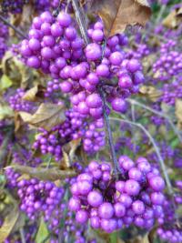 Krásnoplodka Bodinierova - větévky s plody (Callicarpa bodinieri var giraldii)