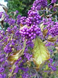 Krásnoplodka Bodinierova - větévky s plody (Callicarpa bodinieri var giraldii)
