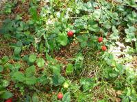 Jahodka indická (Duchesnea indica)