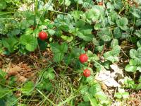 Jahodka indická (Duchesnea indica)