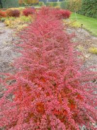 Dřišťál Thunbergův 'Harlequin' (Berberis thunbergii)