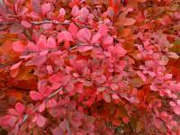 Dřišťál Thunbergův 'Harlequin' (Berberis thunbergii)