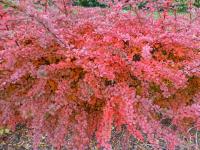 Dřišťál Thunbergův 'Harlequin' (Berberis thunbergii)
