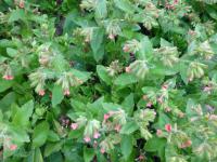 Plicník červený 'Redstart' (Pulmonaria rubra)