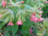 Plicník červený 'Redstart' (Pulmonaria rubra)