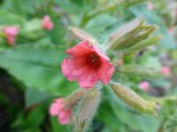 Plicník červený 'Redstart' (Pulmonaria rubra)