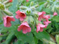 Plicník červený 'Redstart' (Pulmonaria rubra)