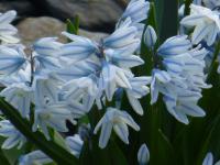 Puškinie libanonská (Puschkinia scilloides var libanotica)