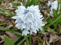 Puškinie libanonská (Puschkinia scilloides var libanotica)