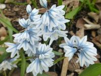 Puškinie libanonská (Puschkinia scilloides var libanotica)