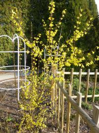 Zlatice převislá 'Nymans' (Forsythia suspensa)