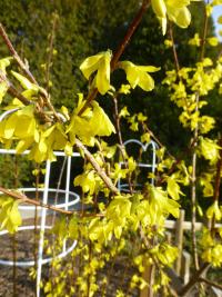 Zlatice převislá 'Nymans' (Forsythia suspensa)