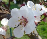 Meruňka obecná 'Velká raná' (Prunus armeniaca)
