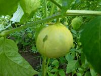 Mochyně peruánská (Physalis peruviana)