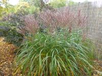 Ozdobnice čínská 'Sirene' (Miscanthus sinensis)