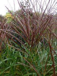 Ozdobnice čínská 'Sirene' (Miscanthus sinensis)