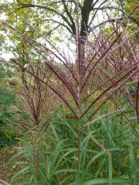 Ozdobnice čínská 'Sirene' (Miscanthus sinensis)