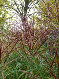 Ozdobnice čínská 'Sirene' (Miscanthus sinensis)
