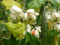 Brslen evropský 'Albus' - větévky s plody