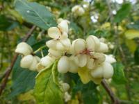 Brslen evropský 'Albus' - větévky s plody