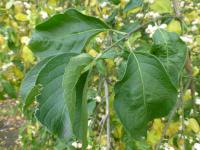 Brslen evropský 'Albus'