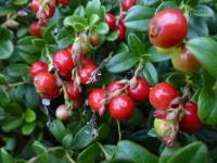 Brusnice brusinka 'Lapland' (Vaccinium vitis-idaea)