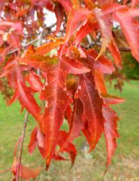 Javor ginnala 'Laciniata' - podzimní list (Acer ginnala)