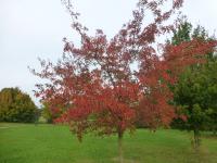 Javor ginnala 'Laciniata' - habitus na podzim (Acer ginnala)