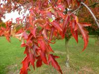 Javor ginnala 'Laciniata' - podzimní zbarvení (Acer ginnala)