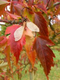 Javor ginnala 'Laciniata' - podzimní list a plod (Acer ginnala)