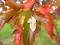 Javor ginnala 'Laciniata' - podzimní list a plod (Acer ginnala)