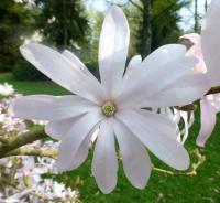 Šácholan hvězdnatý 'Rosea'