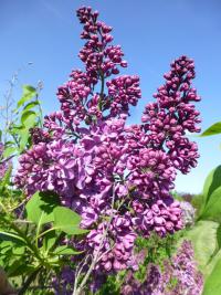 Šeřík hyacintokvětý 'Pink Spray'
