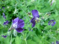 Kakost hnědočervený 'Klepper' (Geranium phaeum)