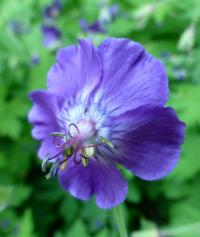 Kakost hnědočervený 'Klepper' (Geranium phaeum)
