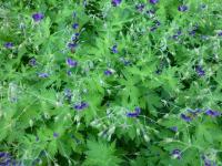 Kakost hnědočervený 'Klepper' (Geranium phaeum)