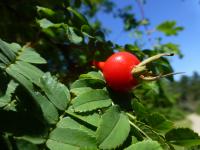 Růže hedvábitá křídlatá (Rosa sericea var pteracantha)
