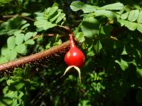 Růže hedvábitá křídlatá (Rosa sericea var pteracantha)