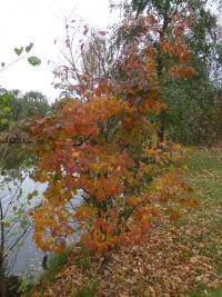 Zelkova pilovitá 'Goblin' - habitus na podzim (Zelkova serrata)