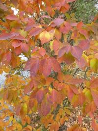 Zelkova pilovitá 'Goblin' - podzimní zbarvení (Zelkova serrata)