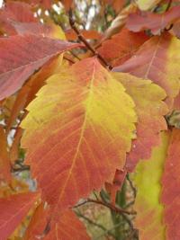 Zelkova pilovitá 'Goblin' - podzimní list (Zelkova serrata)