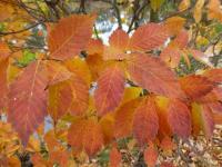 Zelkova pilovitá 'Goblin' - podzimní zbarvení (Zelkova serrata)