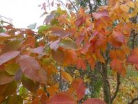 Zelkova pilovitá 'Goblin' - podzimní zbarvení (Zelkova serrata)