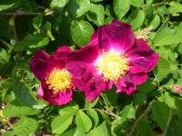 Růže galská 'Violacea'