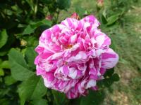 Růže galská 'Belle des Jardins'