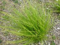 Ostřice bílá (Carex alba)